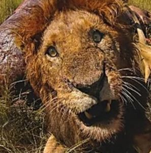 Meet your Posher, Colum